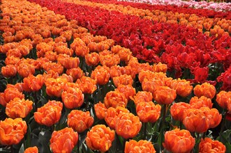 Flowerbed with red and orange tulips (Tulipa sp.)