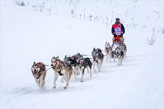 Dog team with sled