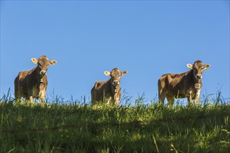 Allgau cows