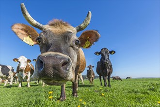 Allgau cows