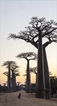 Girl at sunrise in front of Baobab trees (Adansonia grandidieri)