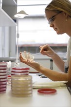 Nurse with Petri dish checks laboratory tests for antibiotic sensitivity