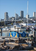 Californian Sea Lions (Zalophus californianus) at Pier 39