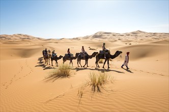 Caravan with dromedaries (Camelus dromedarius)
