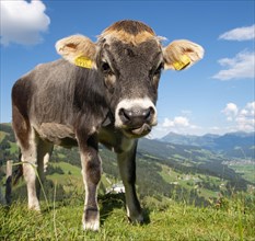 Young calf (Bos primigenius taurus) on a mountain pasture