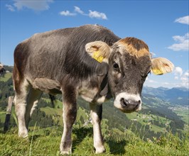 Young calf (Bos primigenius taurus) on a mountain pasture