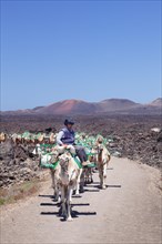 Caravan of dromedaries in Timanfaya National Park