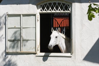 White horse looking out of window of stables