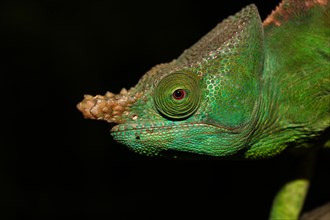 Parson's Chameleon (Calumma parsonii cristifer) male