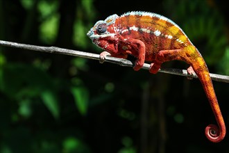 Panther Chameleon (Furcifer pardalis) male