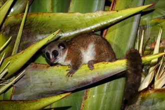 greater dwarf lemur (Cheirogaleus major) sitting in plant