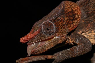 Short-horned chameleon (Calumma brevicorne) male