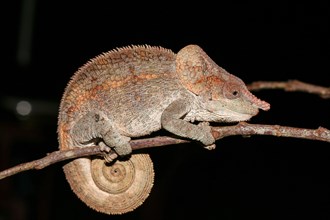 Short-horned chameleon (Calumma brevicorne) male