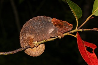 Short-horned chameleon (Calumma brevicorne) female