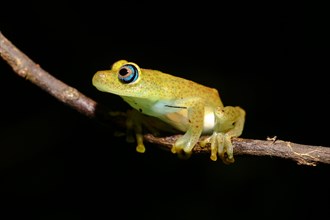Green bright-eyed frog (Boophis viridis) sitting on tree branch