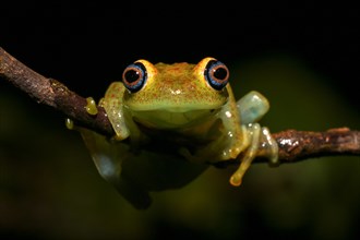 Green bright-eyed frog (Boophis viridis) hanging on branch