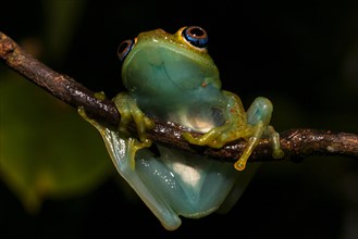 Green bright-eyed frog (Boophis viridis) hanging on branch