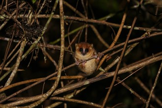 Goodman's mouse lemur (Microcebus lehilahytsara) hangs in branches