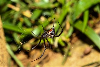 Black Widow (Latrodectus menavodi) female in web