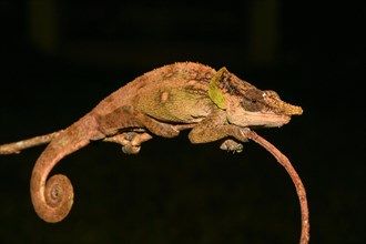 Malthe Chameleon (Calumma malthe) male