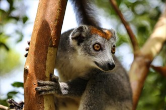 Crowned lemur (Eulemur coronatus) sitting in tree