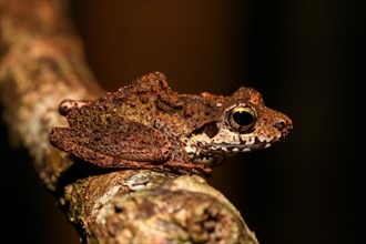 Boulenger's Madagascar Frog (Gephyromantis boulengeri)