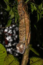 Flat-tailed gecko (Uroplatus fimbriatus)