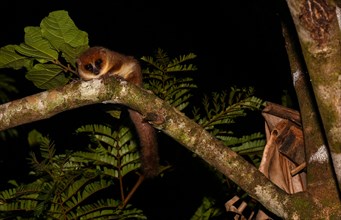 Mittermeier's mouse lemur (Microcebus mittermeieri)