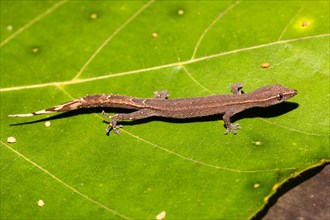 Madagascar Clawless Gecko (Ebenavia inunguis)