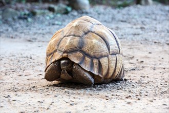 Malagasy Serrated tortoise (Astrochelys yniphora)