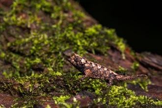 Earth chameleon species (Brookesia ebenaui)