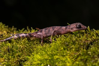 Graceful Madagascar Ground Gecko (Paroedura cf. gracilis)