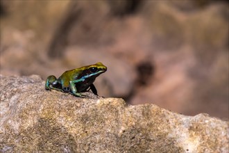 Green Madagascar Cotton Frog (Mantella viridis) sits on stone