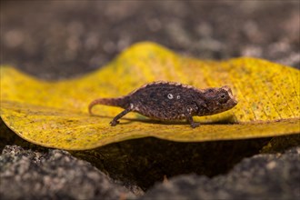 Earth chameleon species (Brookesia micra)