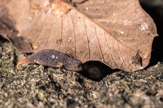 Earth chameleon (Brookesia micra)
