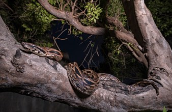 Malagasy ground boa (Acrantophis madagascariensis) lying in Branch Fork