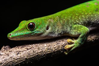 Koch's giant day gecko (Phelsuma kochi)