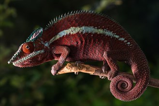 Panther chameleon (Furcifer pardalis)