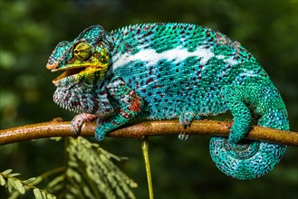 Panther chameleon (Furcifer pardalis)