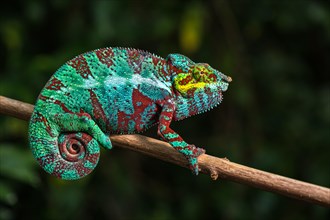 Panther chameleon (Furcifer pardalis)