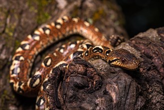 Malagasy Tree Boa (Sanzinia madagascariensis volontany) meanders along the tree