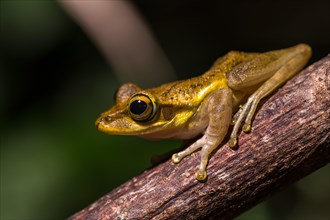 Dumeril's Bright-eyed Frog (Boophis tephraeomystax) sits on branch