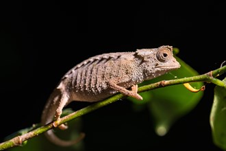 Leaf chameleon species (Brookesia stumpffi)