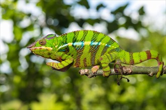 Panther chameleon (Furcifer pardalis)