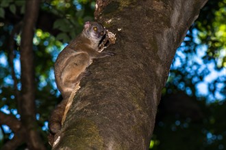 Ankarana sportive lemur (Lepilemur ankaranensis) in front of cave at tree trunk