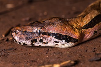 Malagasy Tree Boa (Sanzinia madagascariensis volontany)