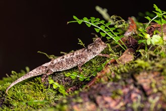 Earth chameleon species (Brookesia antakarana)
