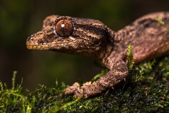 Night active leaf-tailed gecko (Uroplatus alluaudi)