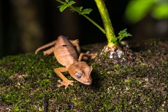 Uroplatus finiavana (Uroplatus finiavana)