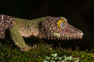 Mossy leaf-tailed gecko (Uroplatus sikorae)